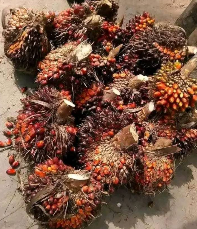 palm-fruit-one.png